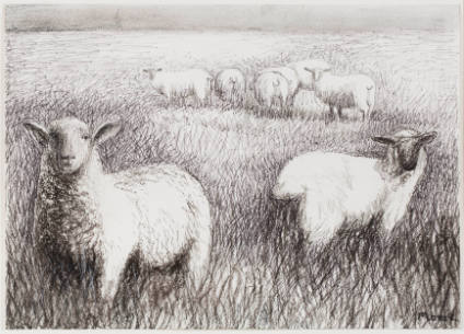 Sheep Grazing in Long Grass II