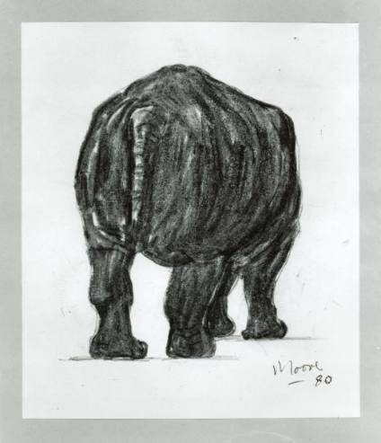 Rhinoceros: Back View
