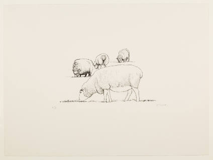 Four Grazing Sheep