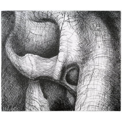 Elephant Skull, Plate XXV