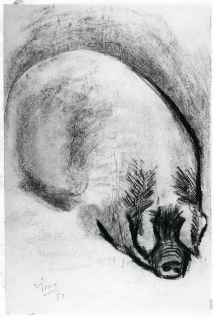 Animal Drawing: Pig