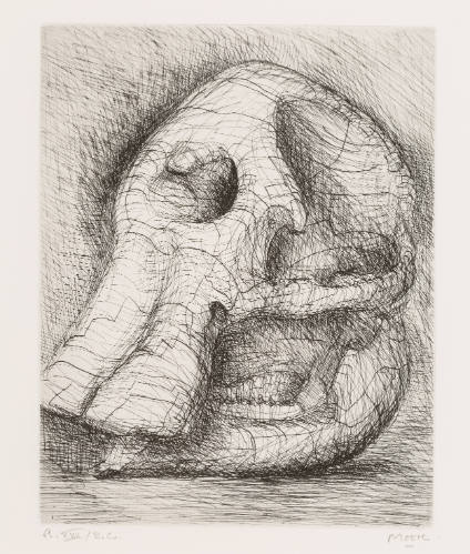 Elephant Skull, Plate XVII