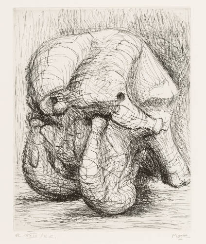 Elephant Skull, Plate XXIII