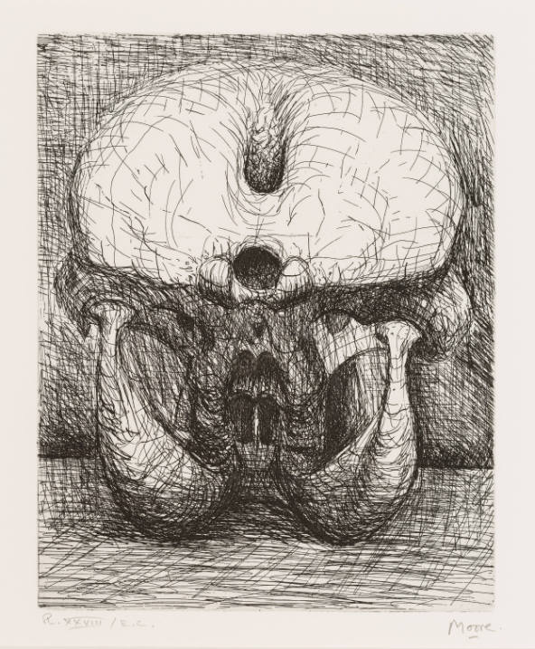 Elephant Skull, Plate XXVIII