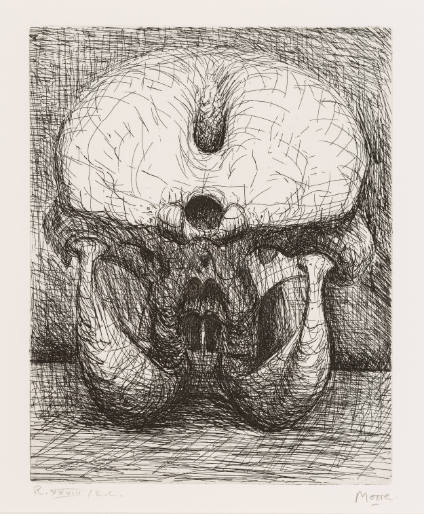Elephant Skull, Plate XXVIII