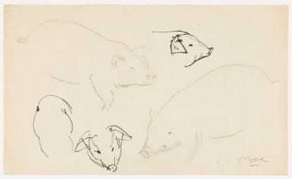 Animal Drawing: Pigs