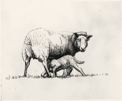 Sheep with Lamb V