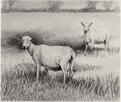Shorn Sheep in Field