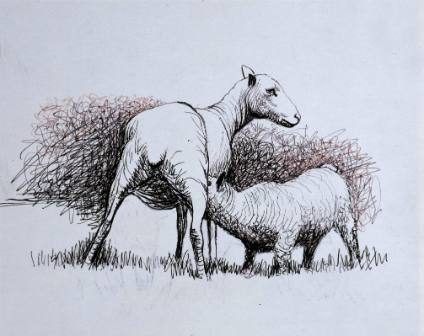 Shorn Sheep with Lamb