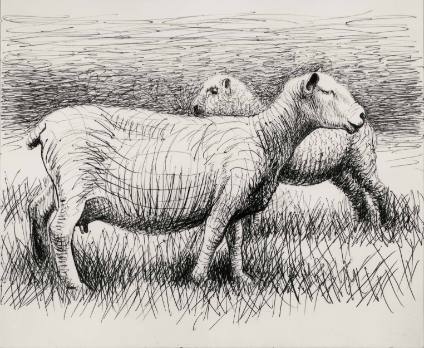 Shorn Sheep and Lamb