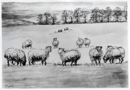 Twelve Sheep in a Field