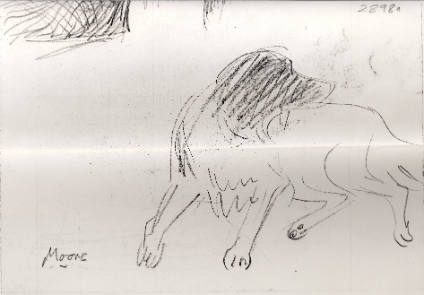 Study of the Artist's Dog Fawkes