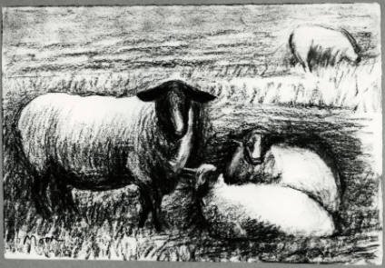 Four Sheep in a Field