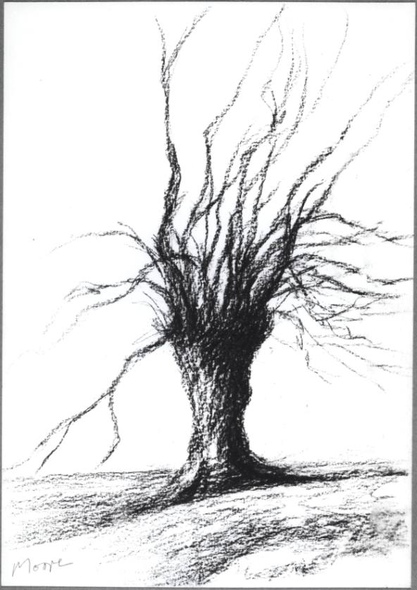 Tree in Winter VI: Pollarded Willow