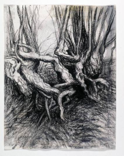 Old Hedgerow, Gnarled Trunks