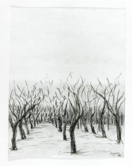 Apple Orchard in Winter