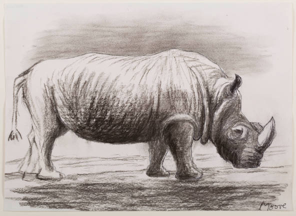 Rhinoceros