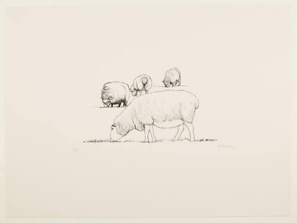 Four Grazing Sheep