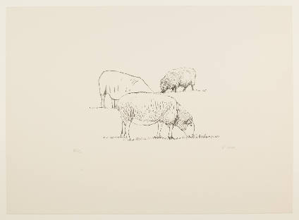 Three Grazing Sheep