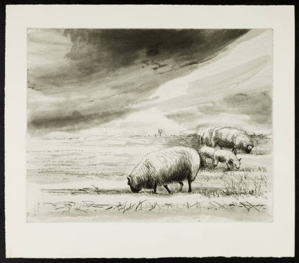 Sheep in Landscape