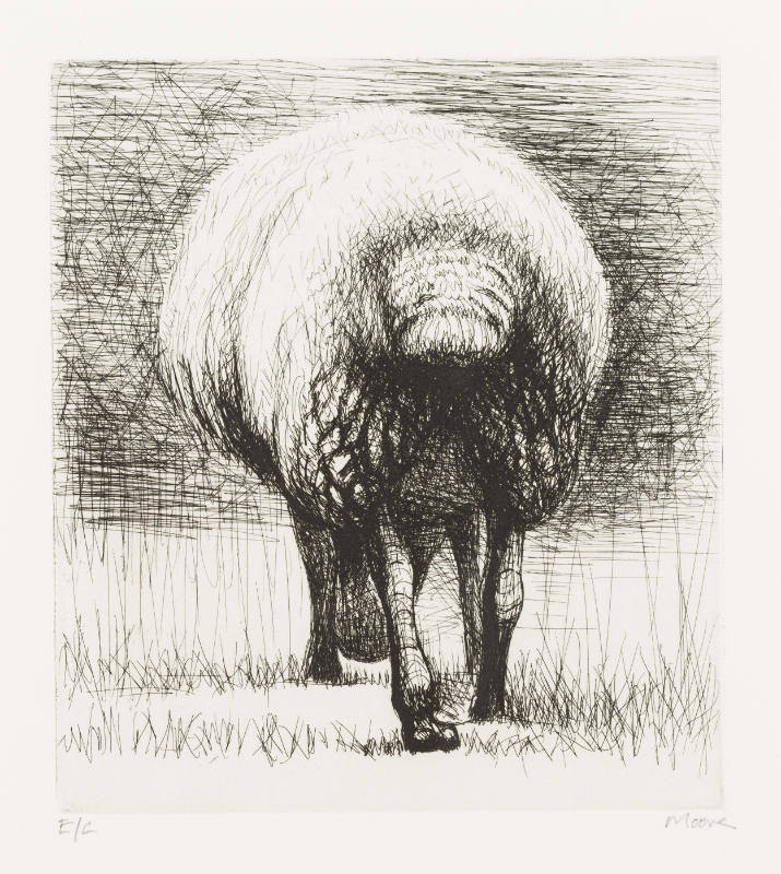 Sheep, Back View