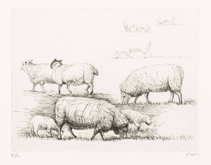 Sheep in Field