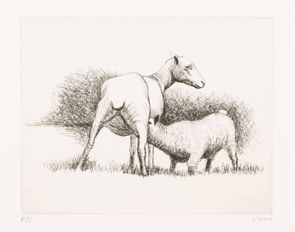 Shorn Sheep with Lamb