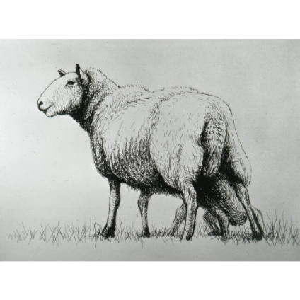 Sheep with Lamb II