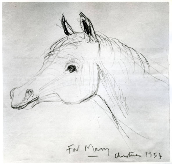 Animal Drawing: Horse's Head