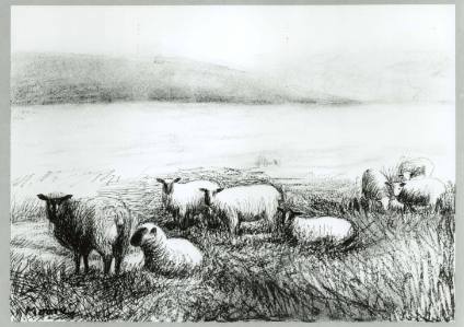 Nine Sheep in a Field