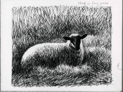 Sheep in Long Grass