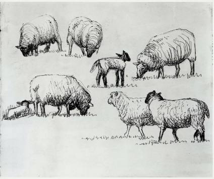 Studies of Sheep with Lambs