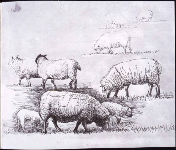 Sheep in Field