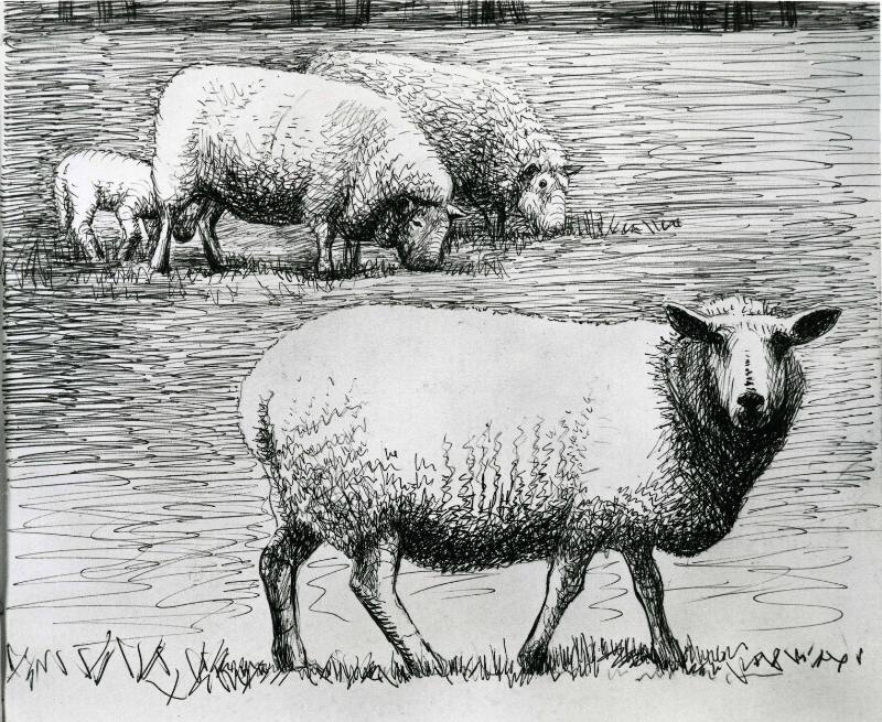 Sheep in Landscape