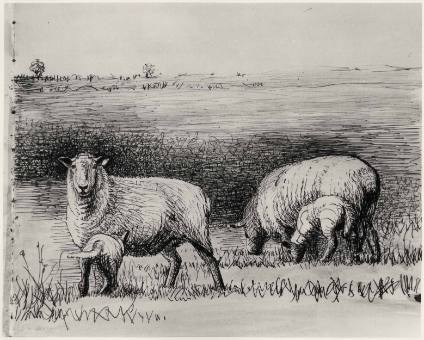 Sheep in Landscape