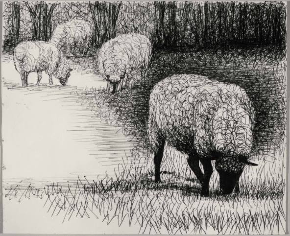 Four Sheep Grazing