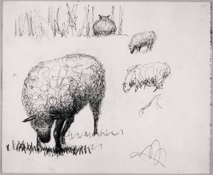 Sheep Studies