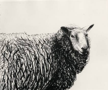 Sheep Study