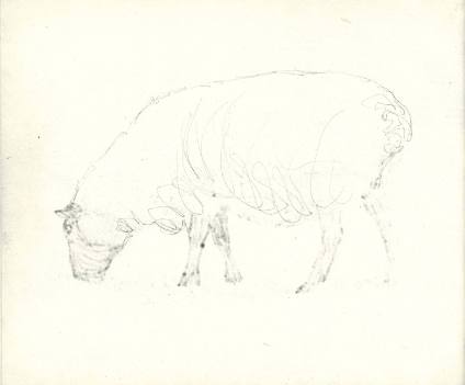 Sheep