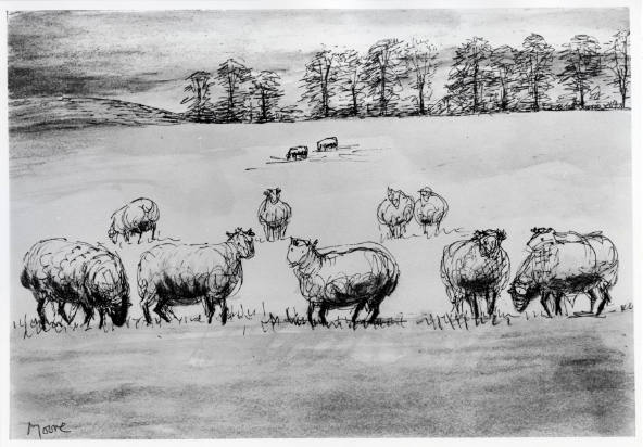 Twelve Sheep in a Field