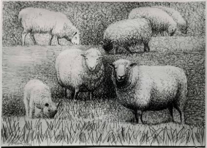 Studies of Sheep I