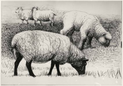 Studies of Sheep III