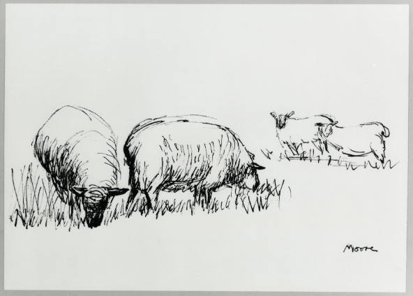Four Sheep