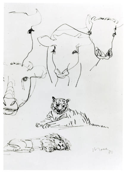 Animal Drawings