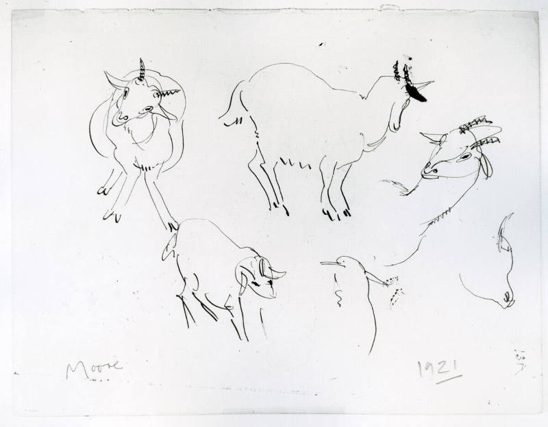 Studies of Goats