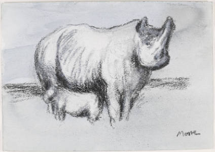 Rhinoceros with Young