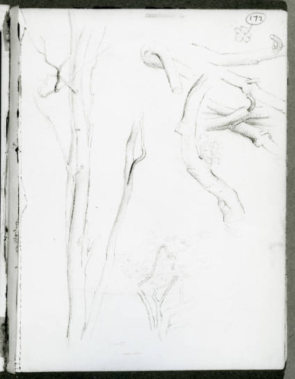 Studies of Trees