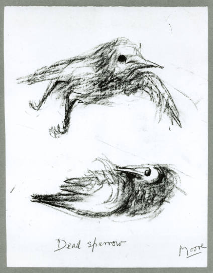 Dead Sparrow: Two Studies
